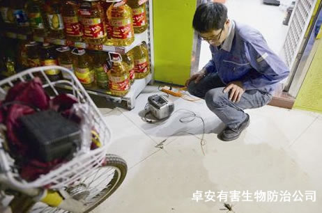 捕鼠达人11年灭鼠近4万只－深圳卓安有害生物防治公司