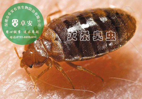 关于臭虫的十个谣言－深圳卓安有害生物防治公司